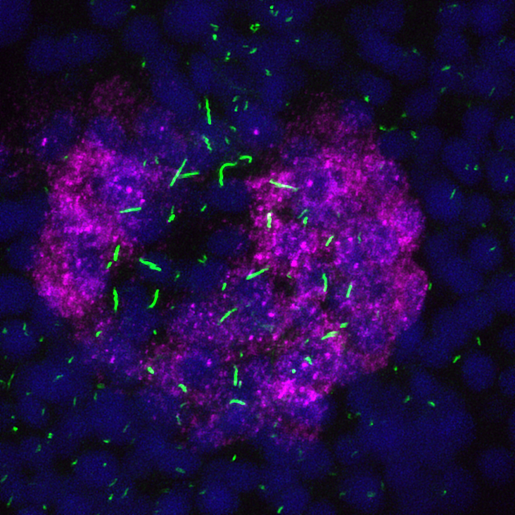Asymmetric dand5 expression in ciliated Kupffer's vesicle
