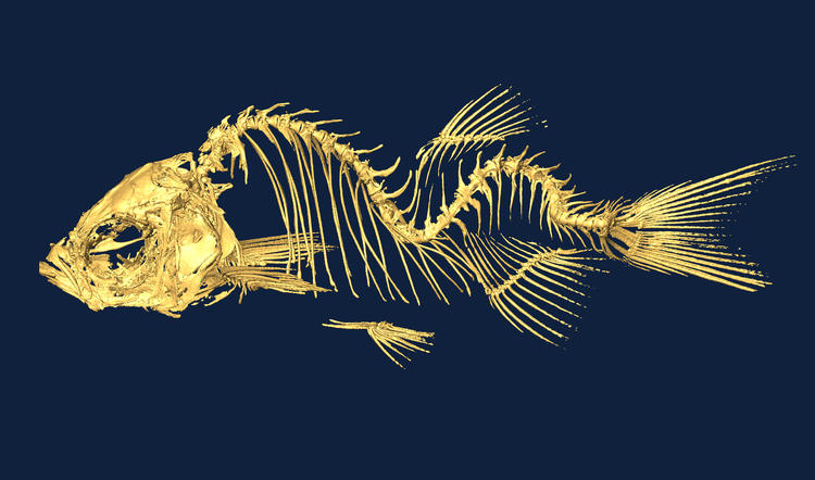 Zebrafish displaying scoliosis.