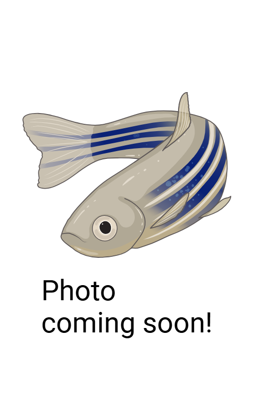 Zebrafish filler until we get a photo.